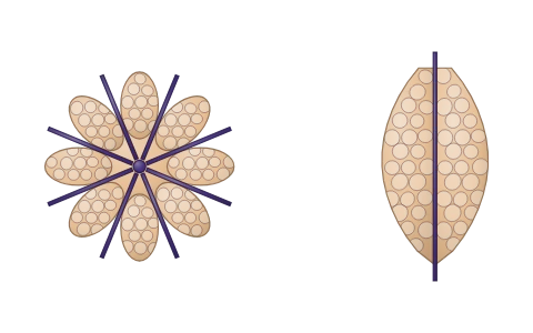 Animal body plans: Tap radial and bilateral bodies, two or three germ layers, coelomate, pseudocoelomate and acoelomate sections, segments and the notochord; the tour and worked examples name each phylum from its combination, as Table 4.1 does.