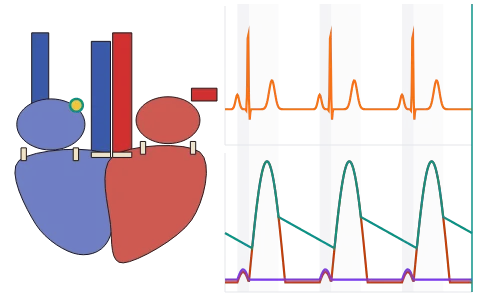 Cardiac cycle and ECG: Run the 0.8 s cardiac cycle: atria and ventricles contract in turn, valves open and shut, and the ECG's P, QRS and T run in step; change heart rate and stroke volume and read the cardiac output.