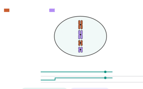 Cell cycle and cell division: Walk a cell with four chromosomes through G1, S, G2 and mitosis or meiosis, and watch its chromosome number and DNA content (C) change at every stage.