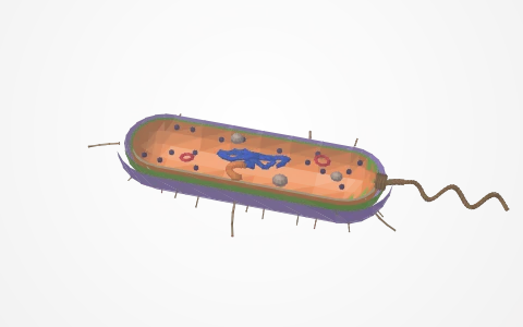 The cell: Switch a bacterium, a plant cell and an animal cell and tap every part: cell envelope, mesosome, ribosomes, inclusion bodies; ER, Golgi, lysosomes, vacuoles and the secretory route through them; nucleus with envelope, pores, chromatin, nucleolus and chromosomes by centromere position; compare panel lists what each cell lacks.