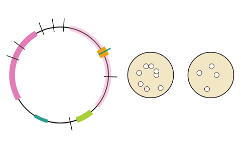 Cloning vectors: Ligate foreign DNA into pBR322 or a vector with the β-galactosidase gene; insertional inactivation decides which colonies grow on ampicillin and tetracycline or give no colour; cells take up DNA only once made competent.
