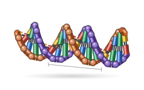 DNA double helix: Turn a nucleotide, a polynucleotide strand and the antiparallel double helix with A=T and G≡C pairs, 10 bp per turn, a 3.4 nm pitch and its major and minor grooves; switch DNA for RNA; step out from the helix to nucleosomes on their string.