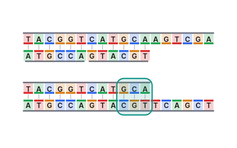 DNA replication: Watch DNA polymerase copy both strands at the replication fork, one continuously and one in fragments that DNA ligase joins, then follow Meselson and Stahl's heavy, hybrid and light DNA generation by generation.