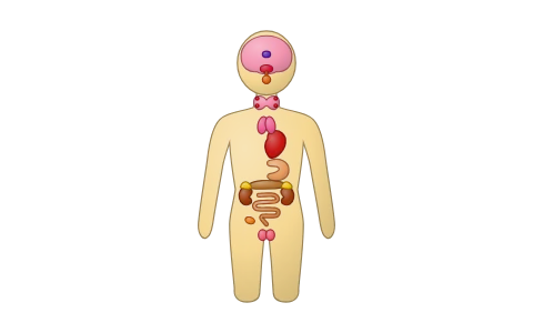 Endocrine glands: A body diagram of the endocrine glands (hypothalamus, pituitary, pineal, thyroid, parathyroid, thymus, adrenal, pancreas, gonads, and the heart, kidney and gut as hormone sources), with the pituitary, thyroid and adrenal up close; tap a gland to see its hormones, their targets and what excess or lack causes; label-the-diagram quiz.