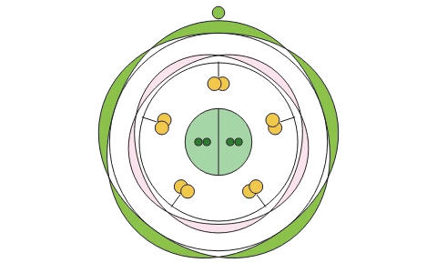 Floral formula: Build a flower whorl by whorl (symmetry, number and fusion of parts, aestivation, ovary position, placentation); the floral diagram and the floral formula write themselves; presets for mustard (Brassicaceae) and Solanaceae, and a quiz that reads a formula back to a family.