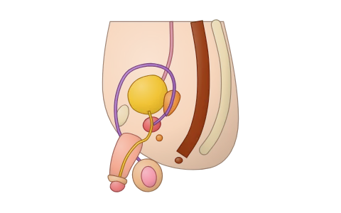 Human reproductive systems: Tap every part the textbook labels in the male and female reproductive systems, peel them layer by layer and follow the ducts (testes, ducts, accessory glands; ovaries, oviduct regions, uterine wall, mammary gland); label-the-diagram quiz.
