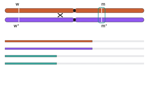 Linkage and recombination: Drag a second gene along the chromosome and watch recombinant gametes rise from Morgan's 1.3 per cent for yellow and white to 37.2 per cent for white and miniature, then put the genes on different chromosomes and see independent assortment return.