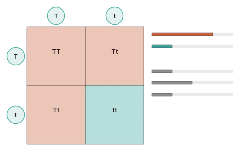Mendelian crosses: Pick Mendel's pea traits and the parents' genotypes, fill the Punnett square box by box and watch the phenotype and genotype ratios build; switch to incomplete dominance, co-dominance or a polygenic trait whose bars become a bell.