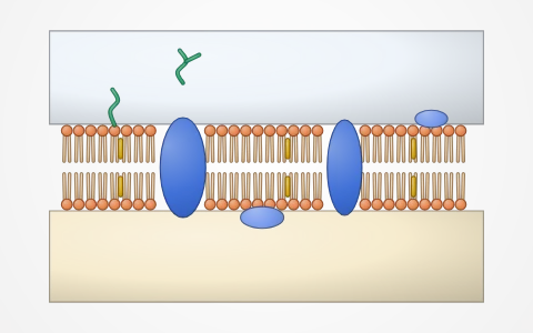 Organelle ultrastructure: Zoom into the organelles the textbook draws in section: fluid mosaic membrane with proteins and carbohydrate chains, cell wall layers, mitochondrion (cristae, matrix), chloroplast (grana, stroma lamellae), 70S and 80S ribosomes, and the 9+2 axoneme against the 9+0 centriole in cross-section.