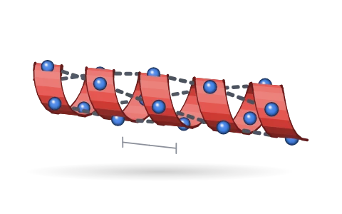 Protein structure: Turn a polypeptide from its primary sequence through the alpha helix and beta pleated sheet to a folded tertiary chain and the four subunits of haemoglobin; pick out peptide bonds, the N and C termini, hydrogen bonds and a disulphide bond.