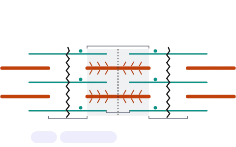 Muscle contraction: Step a contraction from the motor neuron signal: Ca++ binds troponin, myosin heads form cross bridges with ATP, pull and let go, and the sarcomere shortens with the A band constant and the I band and H zone narrowing.