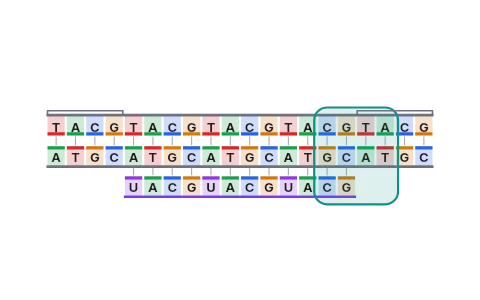 Transcription: Step RNA polymerase from promoter to terminator along the template strand and watch the RNA grow 5′ to 3′; in a eukaryote, splicing, capping and tailing turn hnRNA into mRNA.