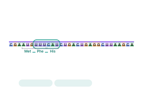 Genetic code and translation: Step a ribosome along an mRNA codon by codon and watch the chain of amino acids grow until a stop codon; then change GAG to GUG, or insert one base, and see a point or frameshift mutation.
